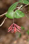 Trumpet honeysuckle